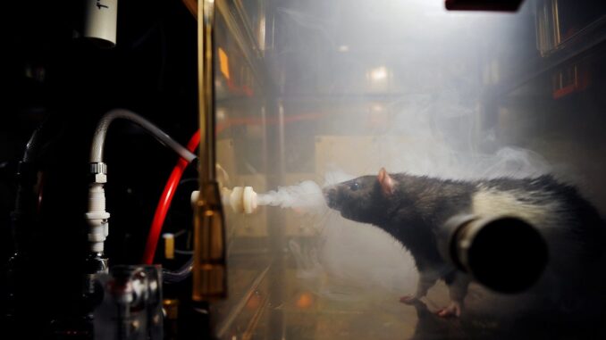 Ratto sostanze d'abuso