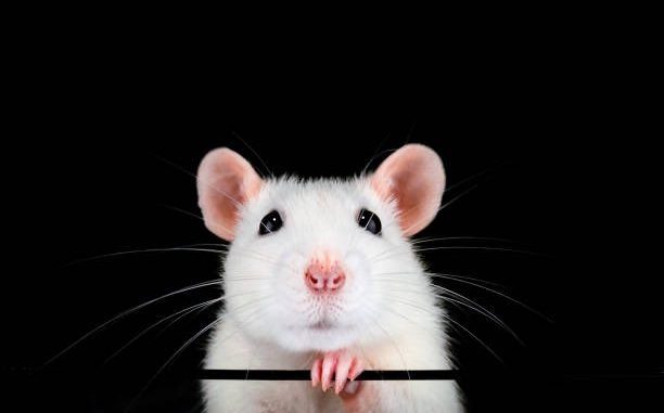 justsayinmice2