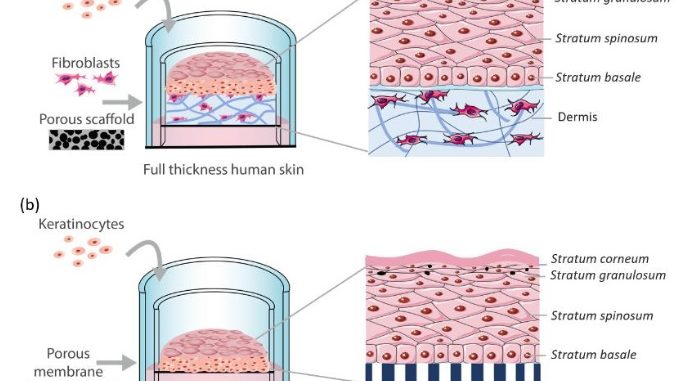 human skin model