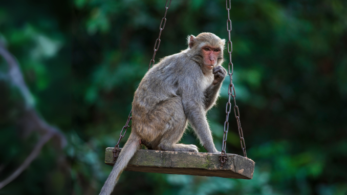 macaco_678x381